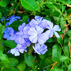 Blue Plumbago