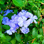 Blue Plumbago