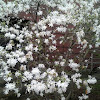 Star Magnolia