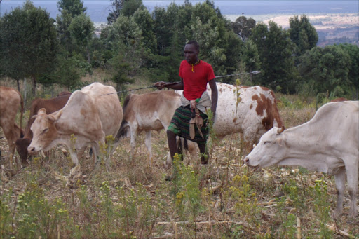 A man grazes cows at a farm in Mlima Tatu area of Laikipia West in February