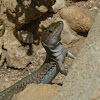 Maltese Wall Lizard