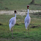 Crane  -  Sarus Crane