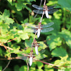 Broad-bodied Chaser