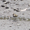 Pacific Golden Plover