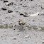 Pacific Golden Plover