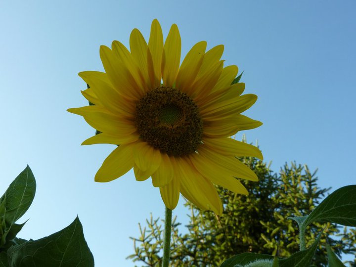 Girasole di gamo060020