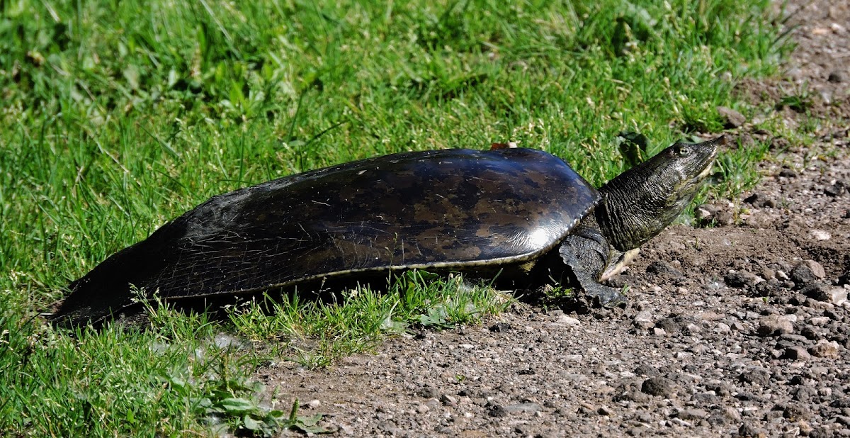 Eastern Spiny Softshell Turtle