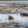 Asian Water Buffalo (wild)