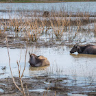 Asian Water Buffalo (wild)