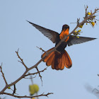 Ruby-topaz Hummingbird