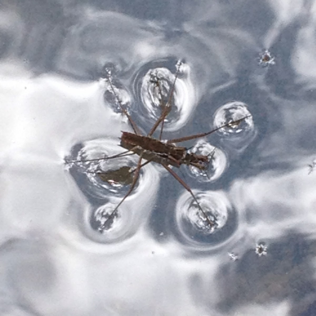 Common Water Strider