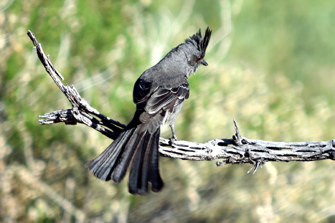 Phainopepla