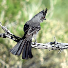 Phainopepla