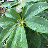 Rosebay Rhododendron