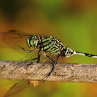 Green - Marsh Hawk