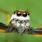 Two-striped Jumper male