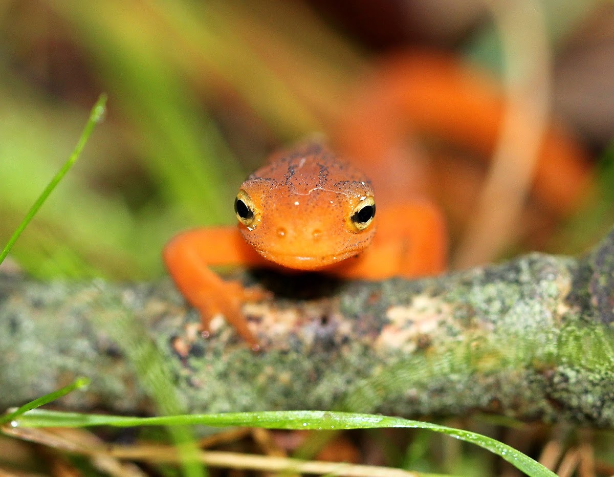 Eastern Newt (Red Eft)