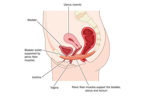 Guide for Doing Pelvic Floor & Kegel Exercises | Always Discreet