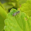 Small carpenter bee