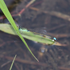 Senegal Golden Dartlet