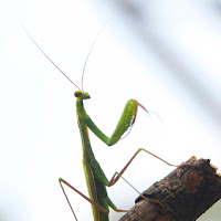 Mantis di 