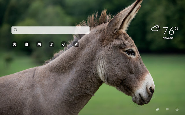 My Donkey HD Wallpapers New Tab