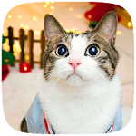 Cover Image of Descargar Cute Cat live wallpaper 1.1.0 APK