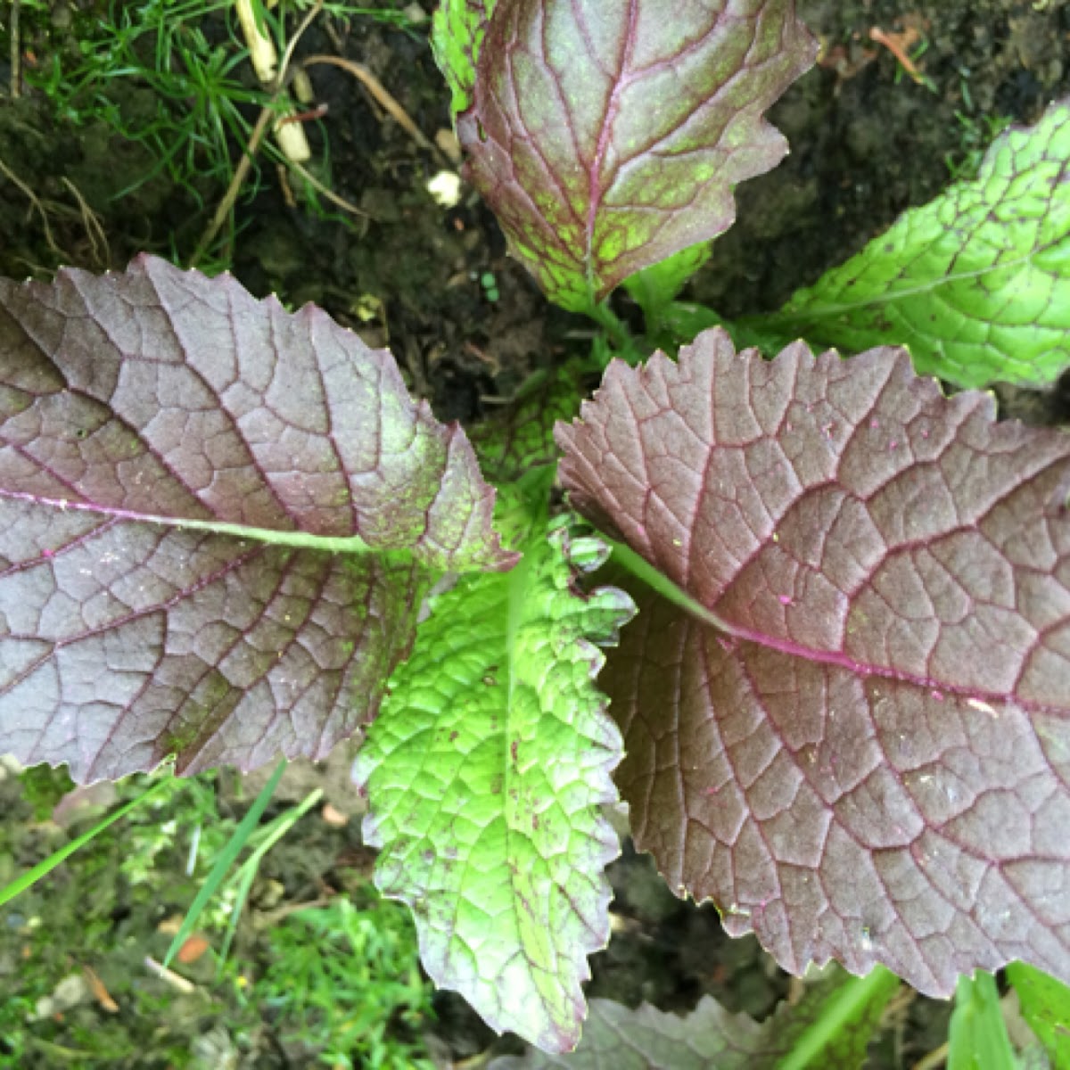 Salad / Salat