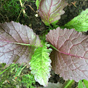 Salad / Salat