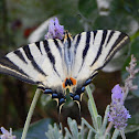 Old World Swallowtail