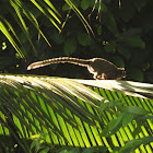 Common marmoset