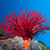 Seafan Coral