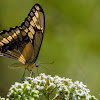 Eastern Giant Swallowtail