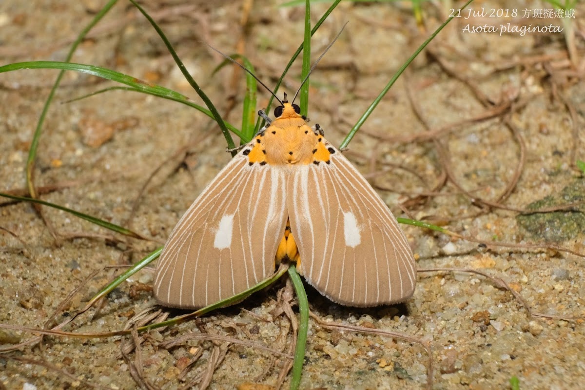 Asota plaginota 方斑擬燈蛾