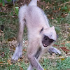 Gray Langur, Hanuman Monkey, Bengal sacred langur