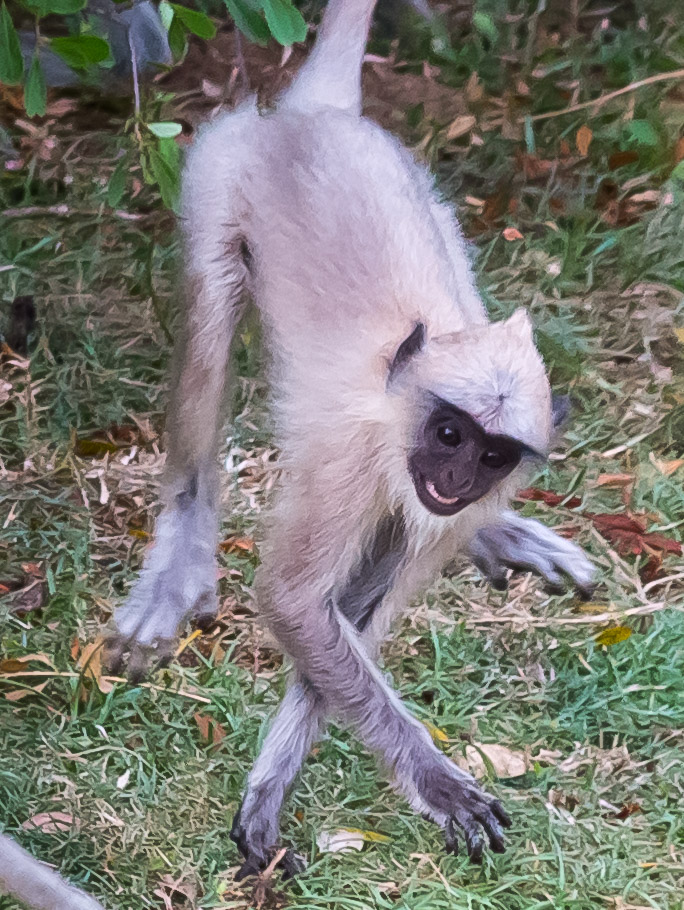 Gray Langur, Hanuman Monkey, Bengal sacred langur