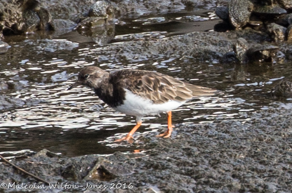 Turnstone; Vuelvepiedras