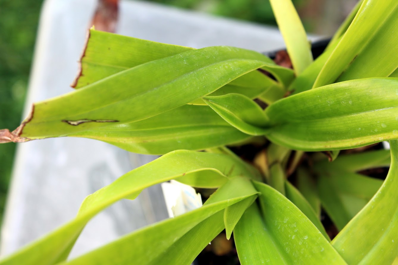 Phragmipedium Schroderae 'La Tuilerie' avec pousse "variegata" 18DmzKPmMmfspAe4oxEz8QdHIxZ4nQ-3xnttuKFgIzl-=w1338-h892-no