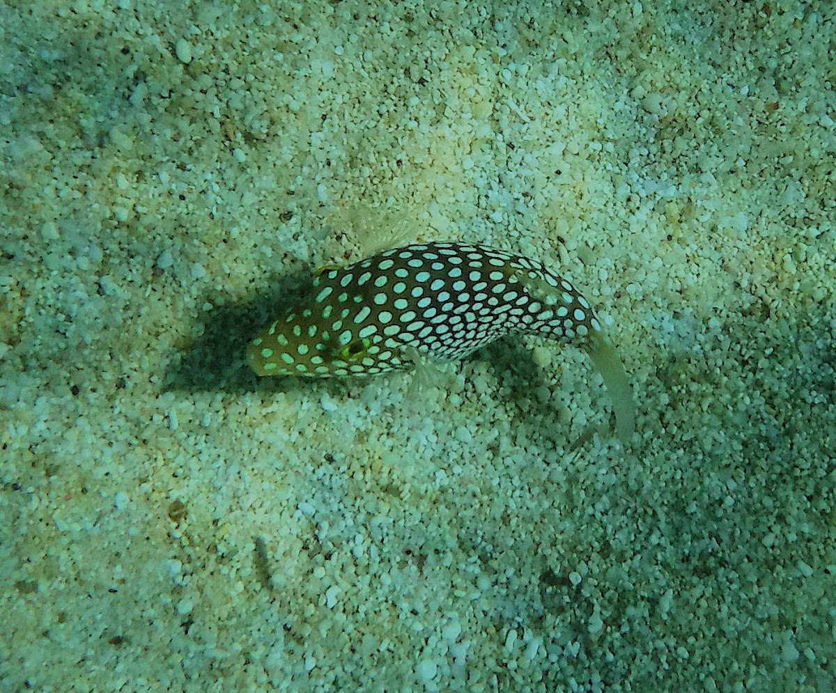 Hawaiian white-spotted toby