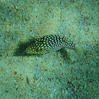 Hawaiian white-spotted toby