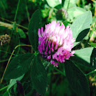 Red Clover