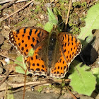 Queen of Spain Fritillary