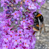 Buff-tailed Bumblebee