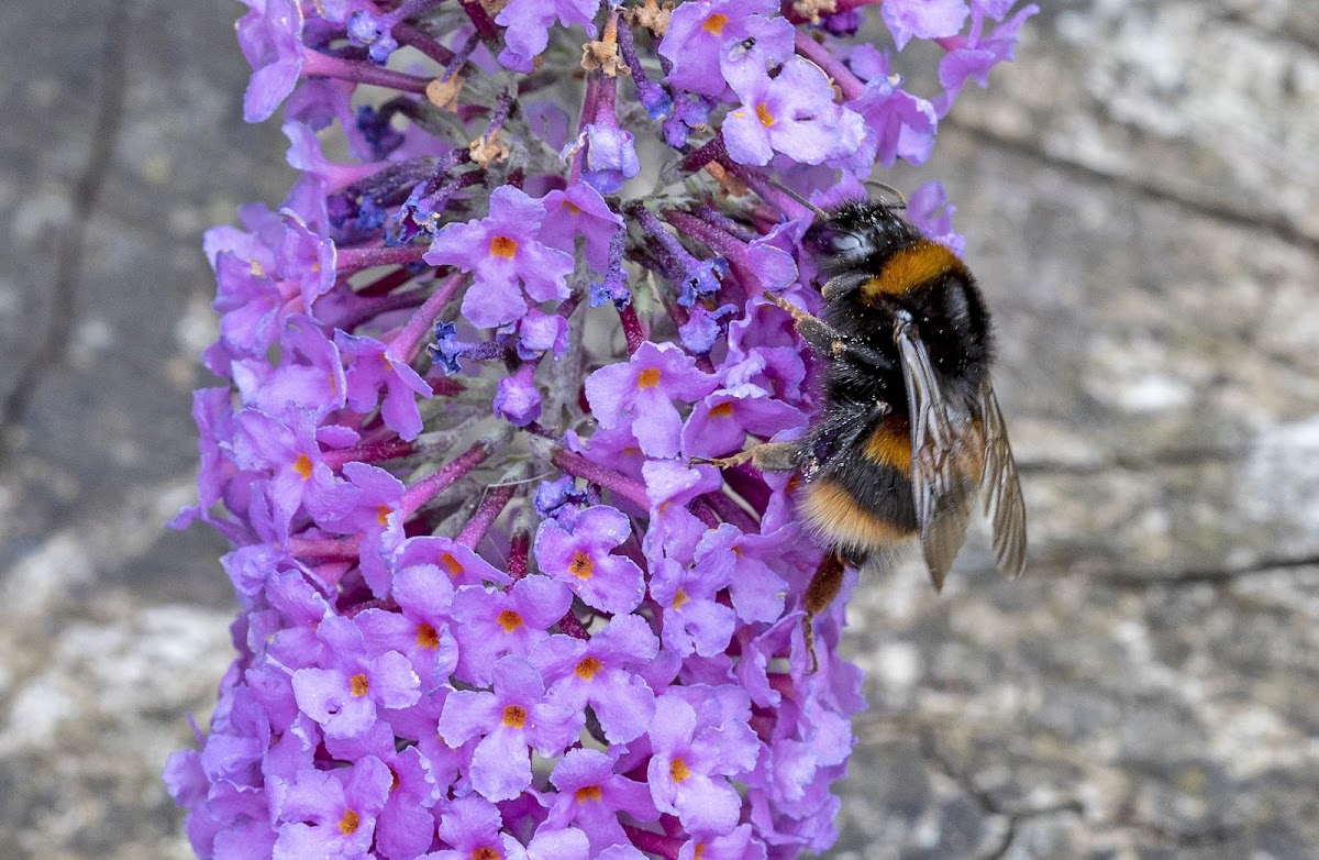 Buff-tailed Bumblebee