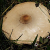 unknown toadstool