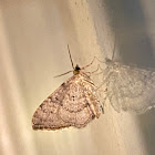 Bent Line Carpet Moth