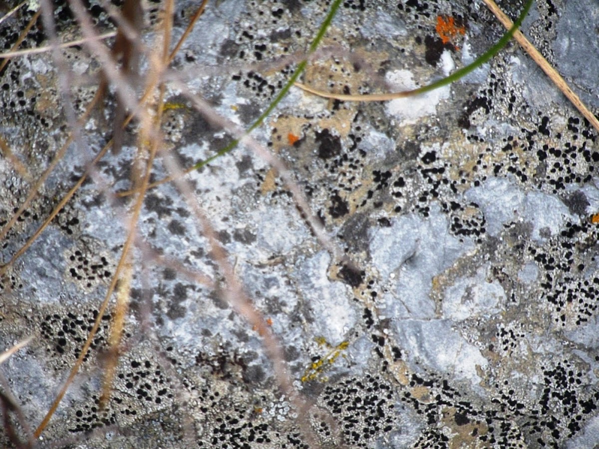 Single spored map lichen