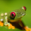 Red-eyed Treefrog