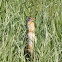 Columbian Ground Squirrel