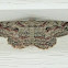 Brown-Shaded Gray Moth